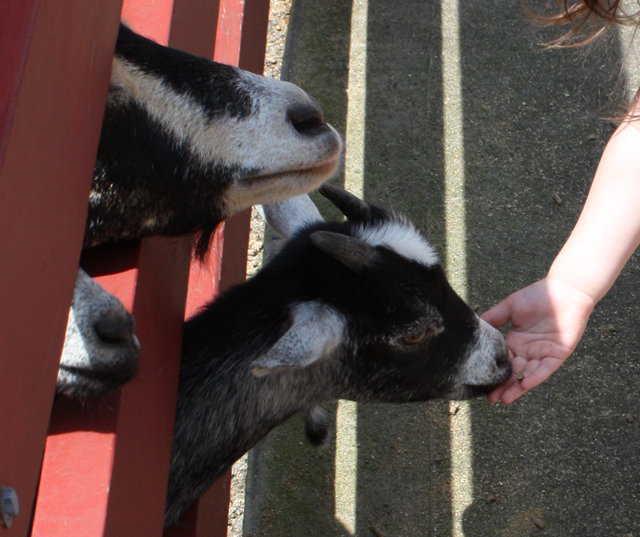 RainForest Adventures Zoo - Feeding the Goats