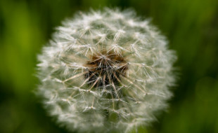 dandelion by jfl1066 on flickr
