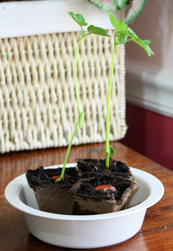 Kidney Bean Plants in Peat Pots