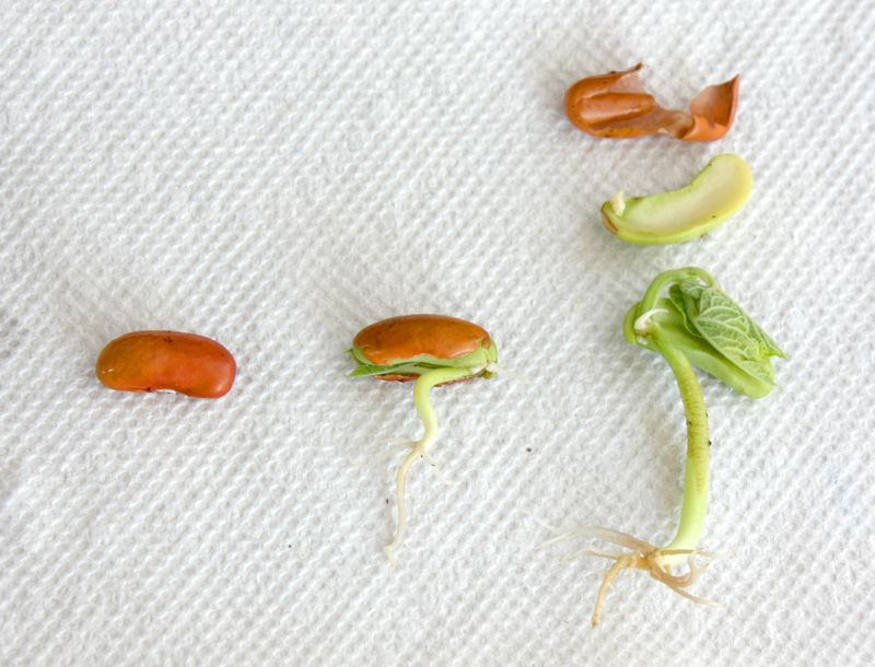 Science With Children Sprouting Beans and Growing Bean Plants