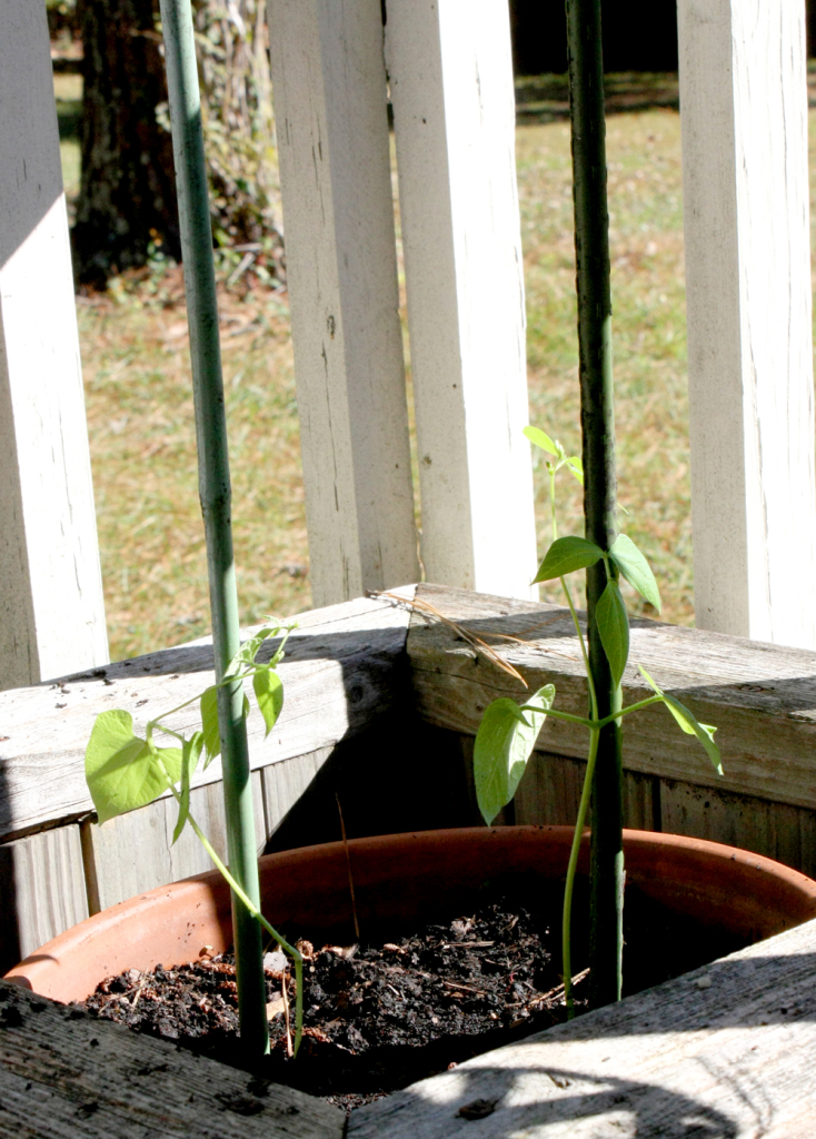 Growing Beans Science Experiment