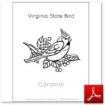 Virginia State Bird Cardinal