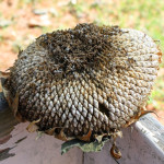Dried Sunflower Head