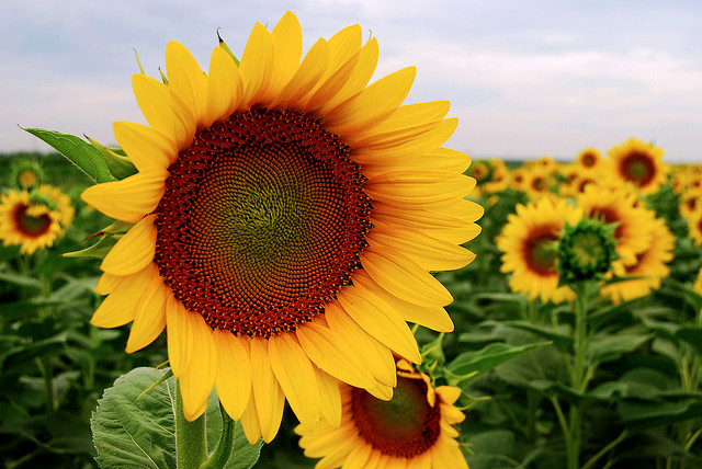 Sunflowers Lesson Plan Geography Science Reading and