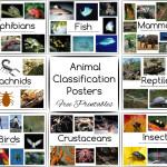 Animal Classification Posters Button
