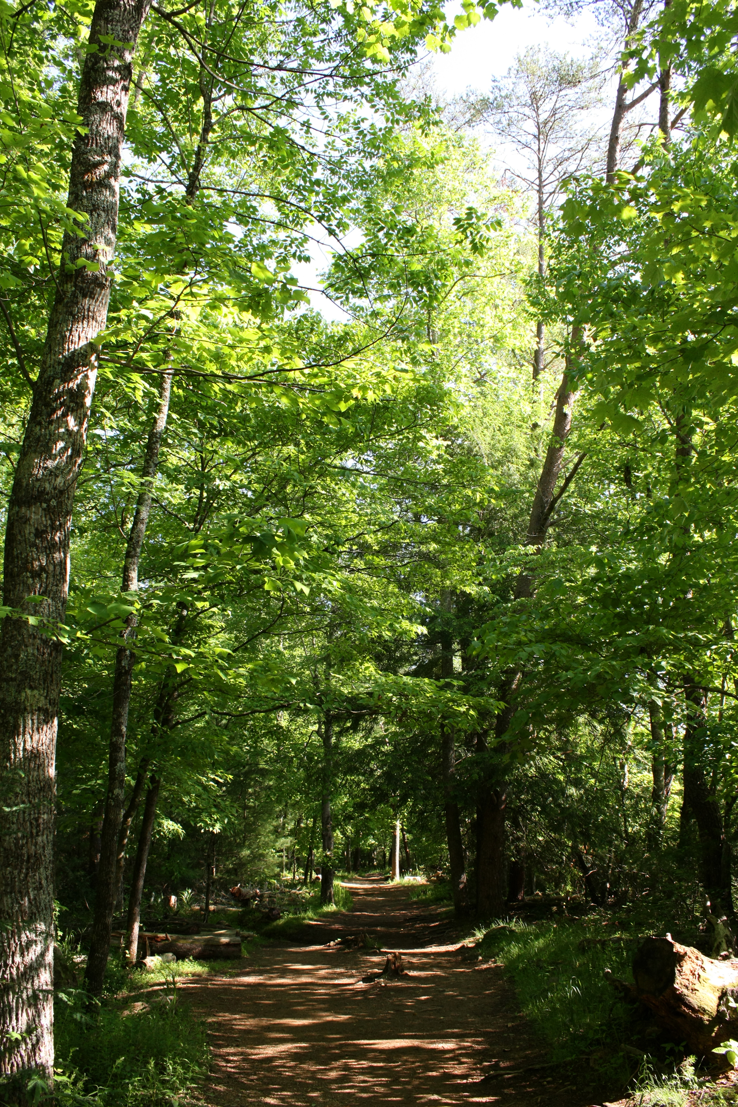 Cades Cove 5