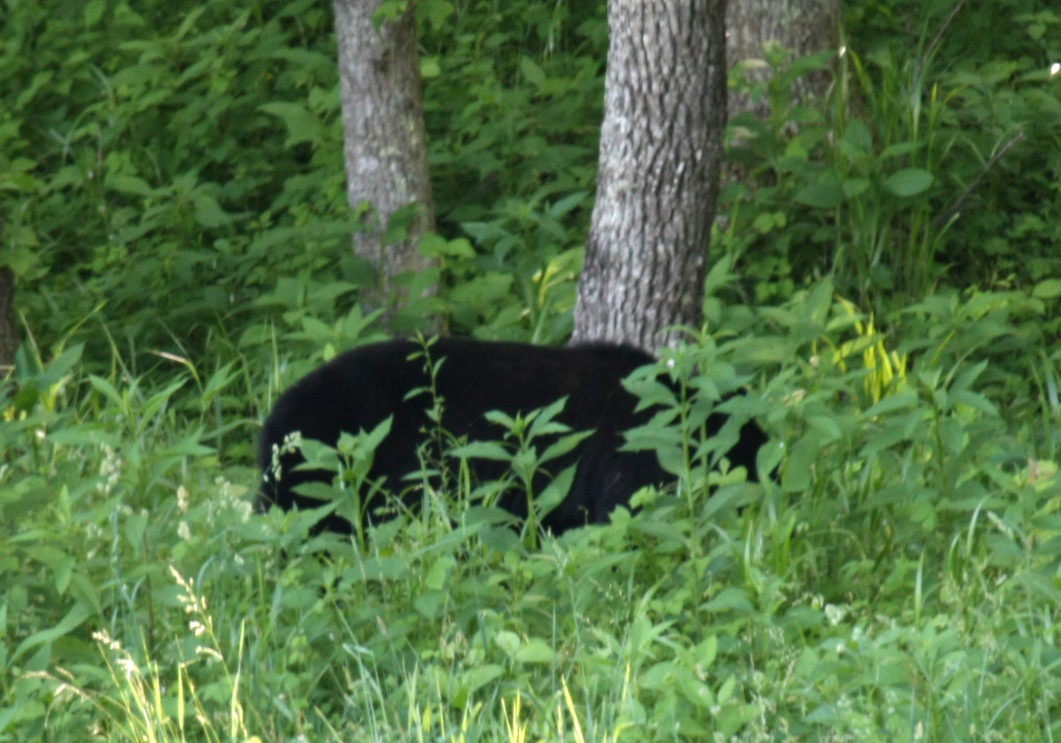 Cades Cove Bear