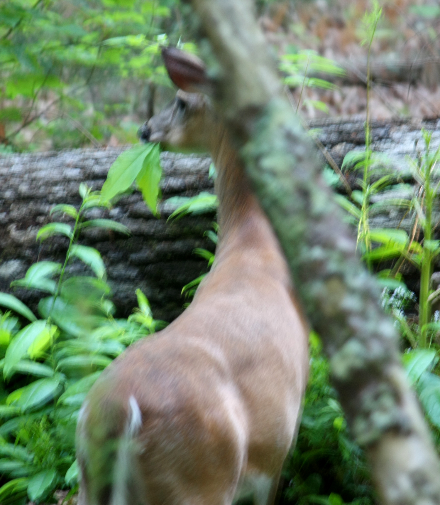 Cades Cove Deer