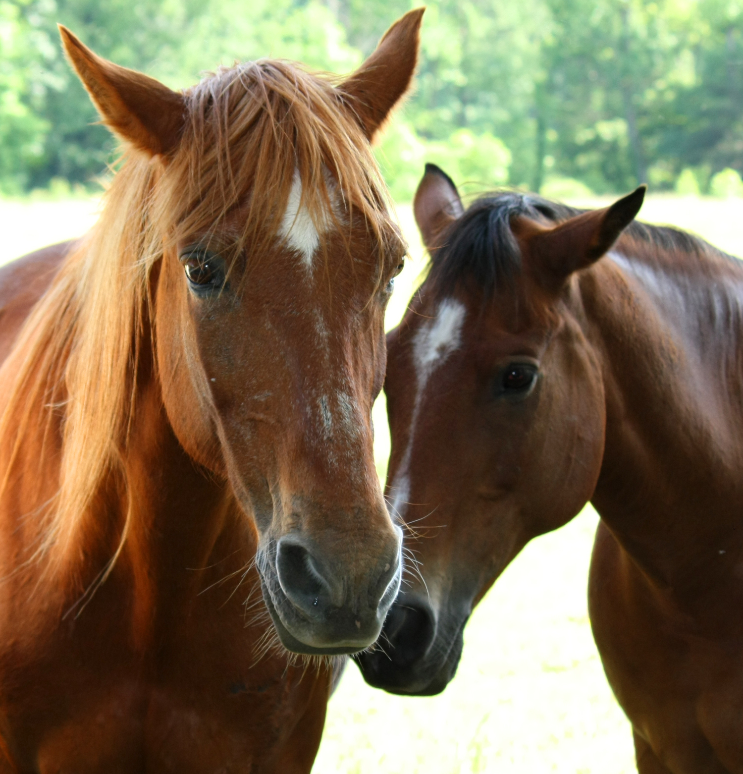 Cades Cove Horses