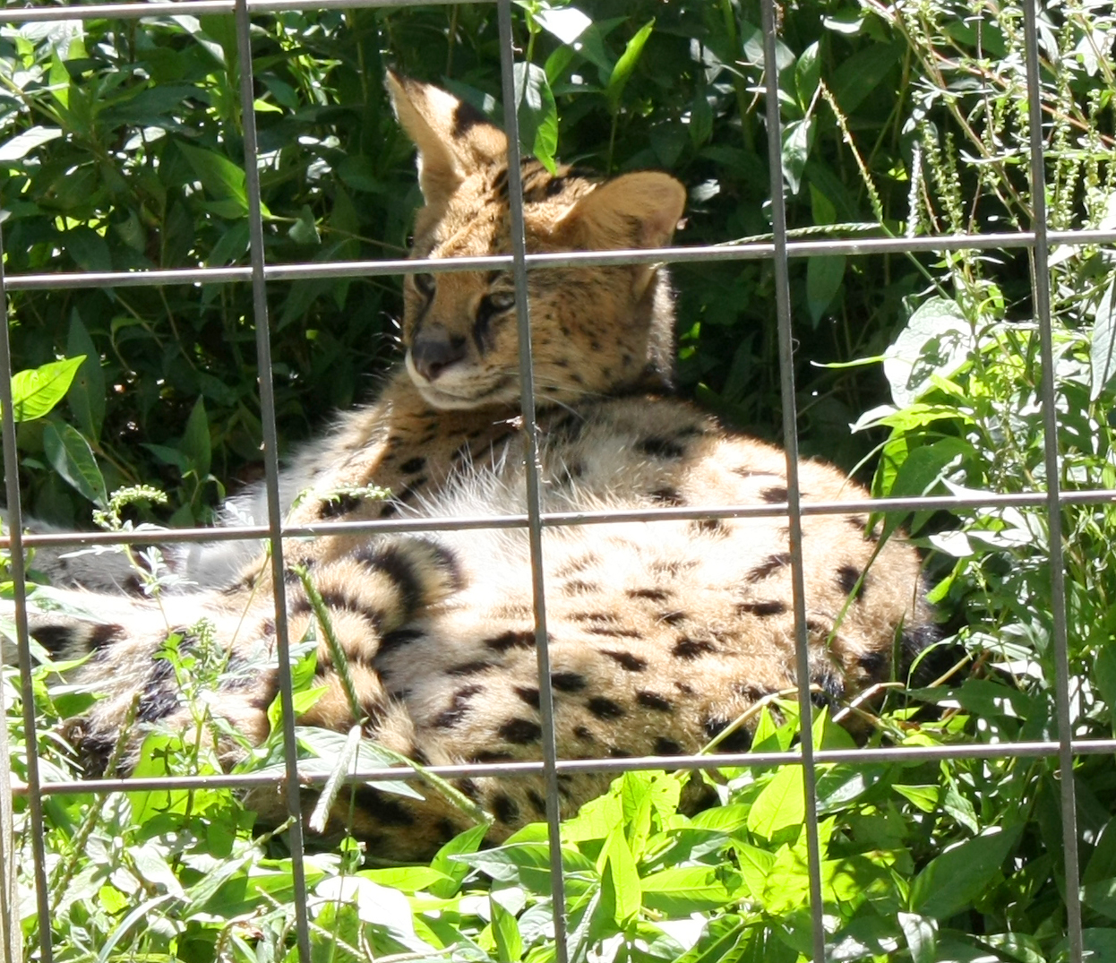 Creation Kingdom Zoo Serval