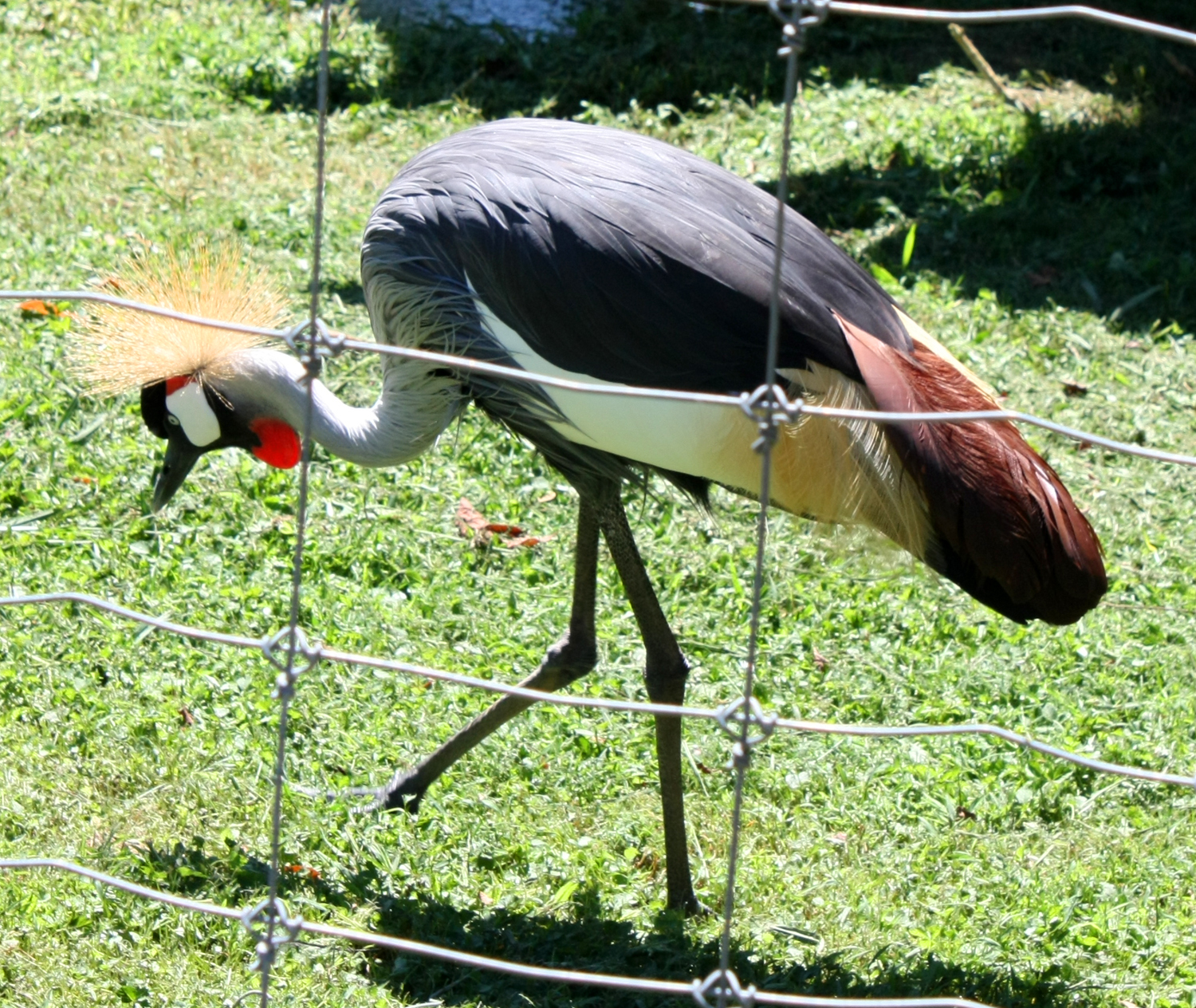 Creation Kingdom Zoo crane