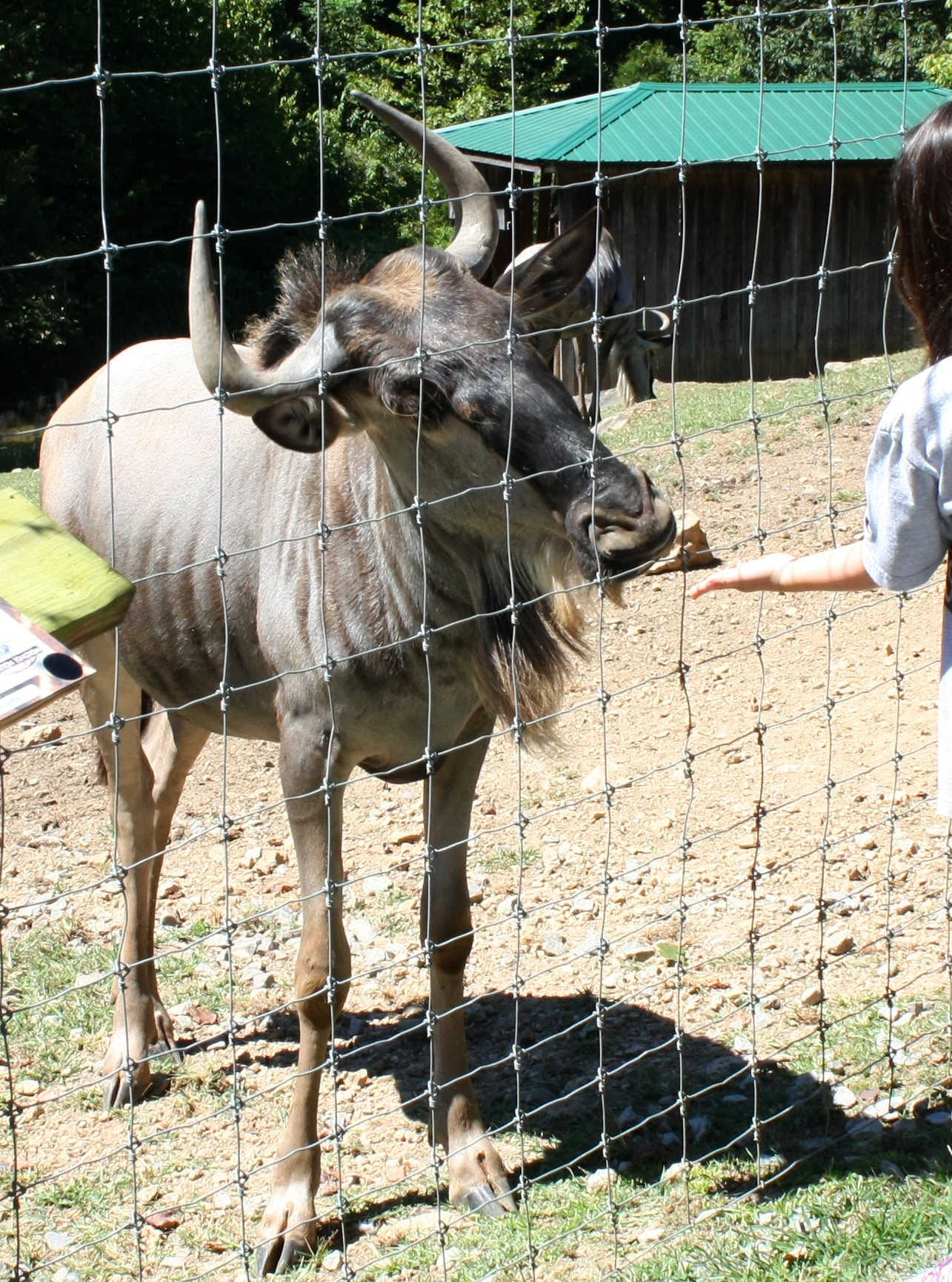 Creation Kingdom Zoo feeding wildebeast