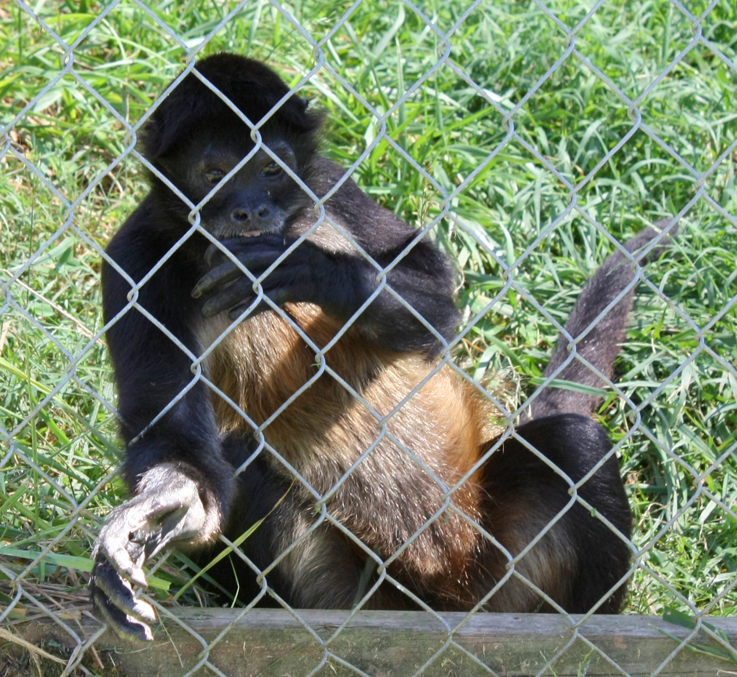 Creation Kingdom Zoo monkey