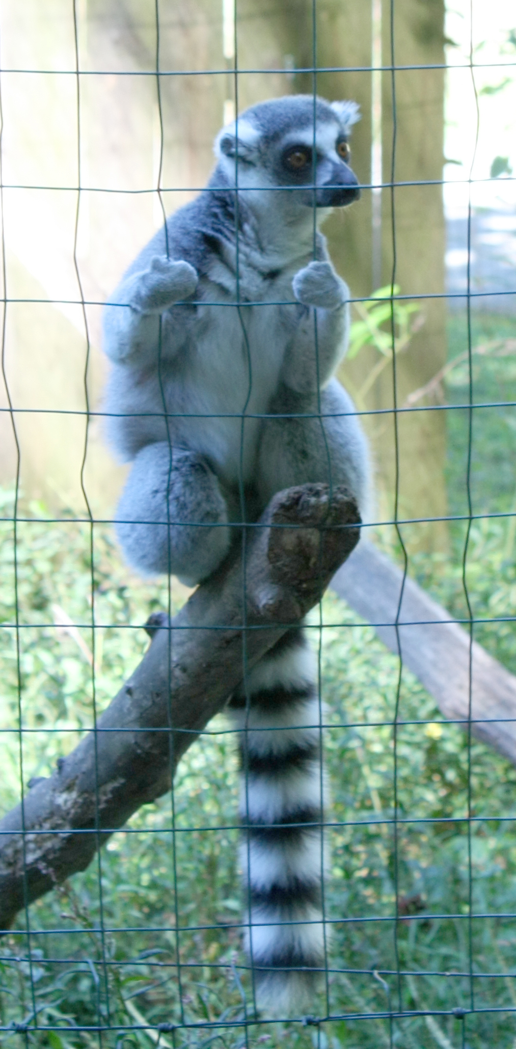 Creation Kingdom Zoo ring tailed lemur