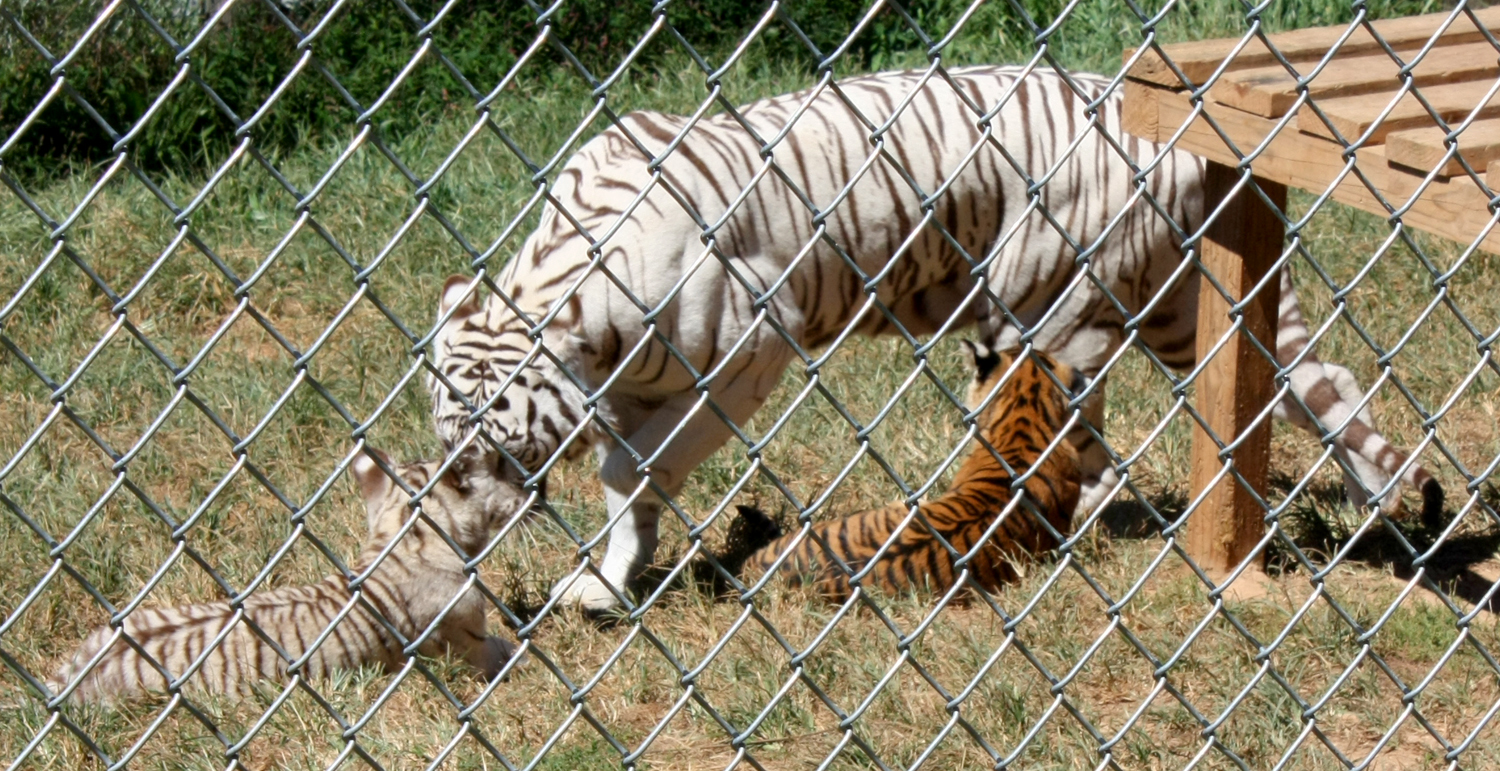 Creation Kingdom Zoo tigers 1