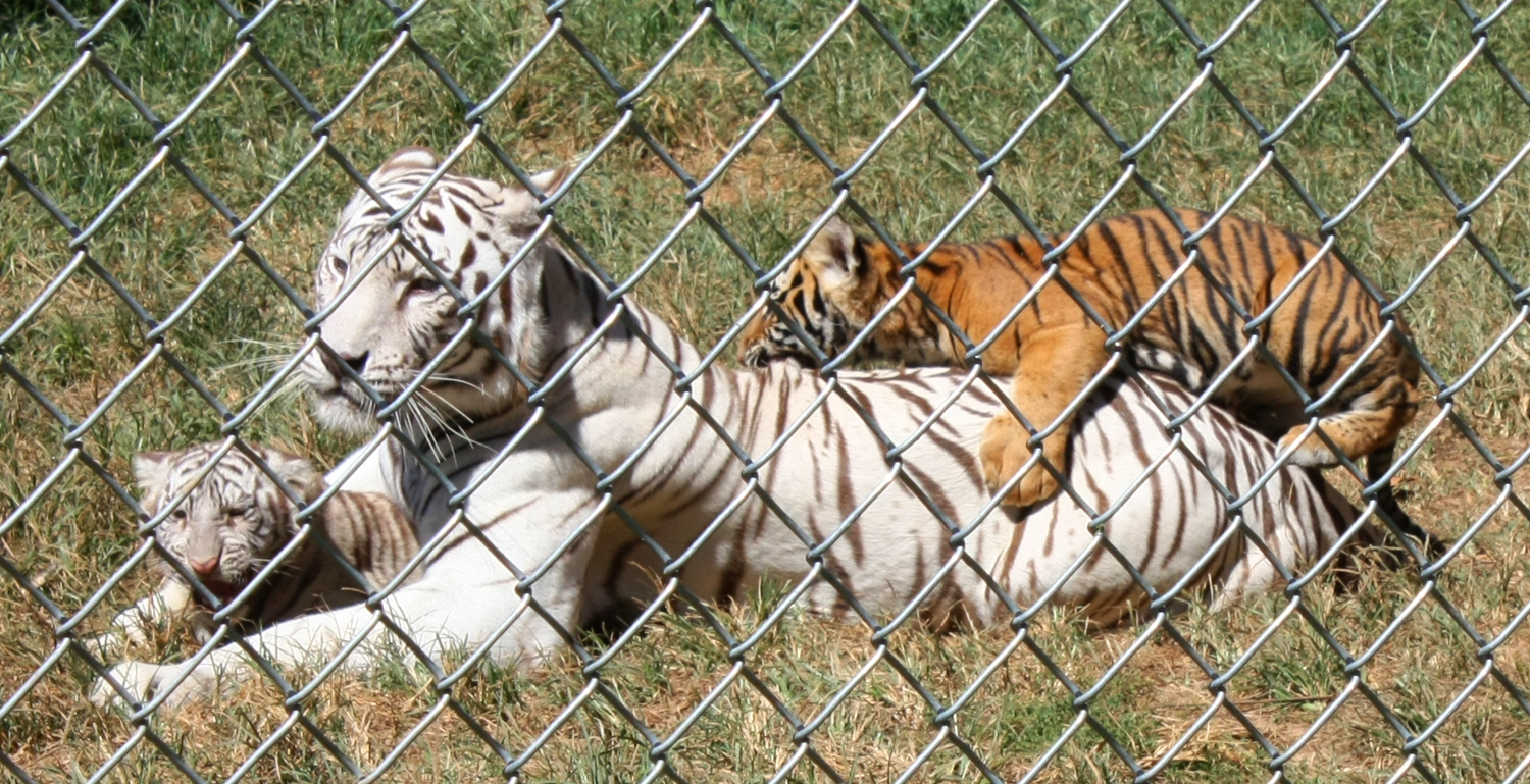Creation Kingdom Zoo tigers 2