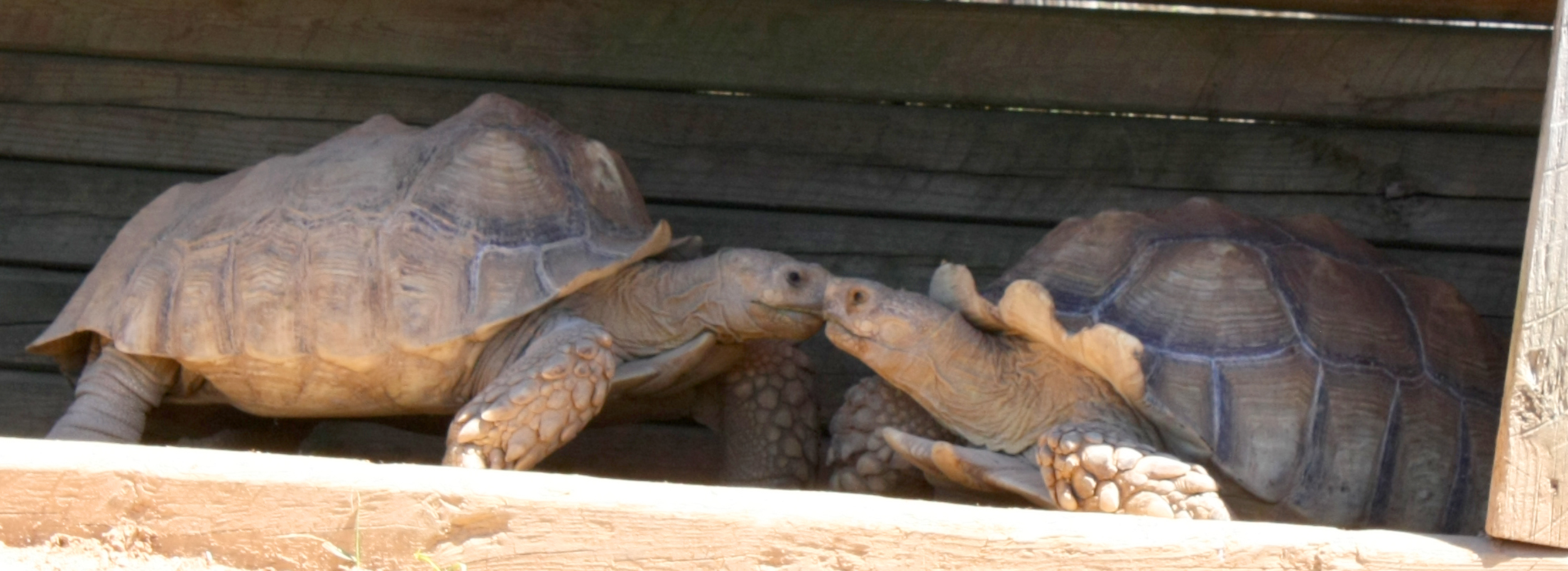 Creation Kingdom Zoo tortoises