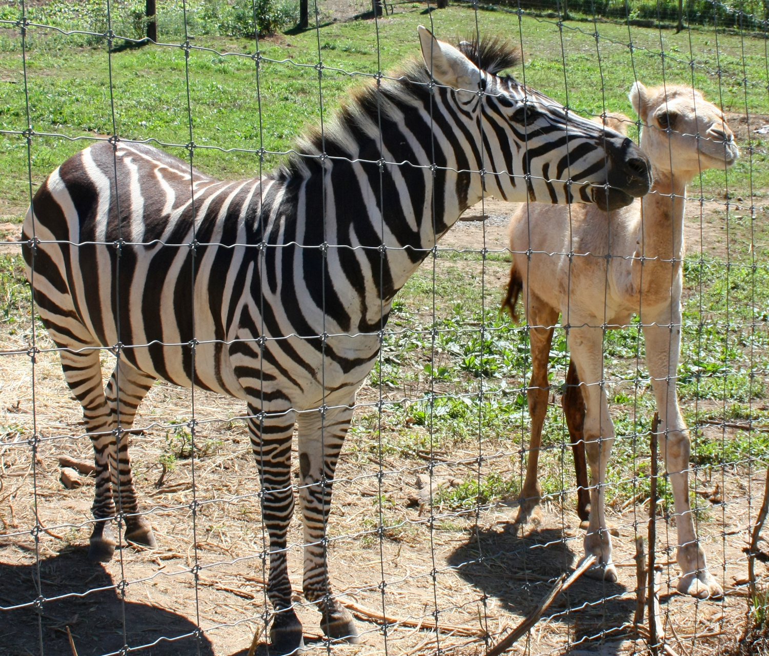 Creation Kingdom Zoo zebra camel