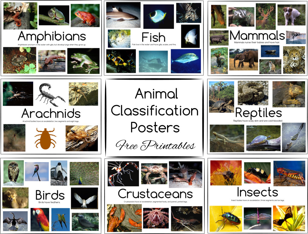 Animal Classification Posters And Games Free Printables